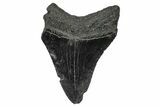 Serrated, Fossil Megalodon Tooth - South Carolina #341471-1